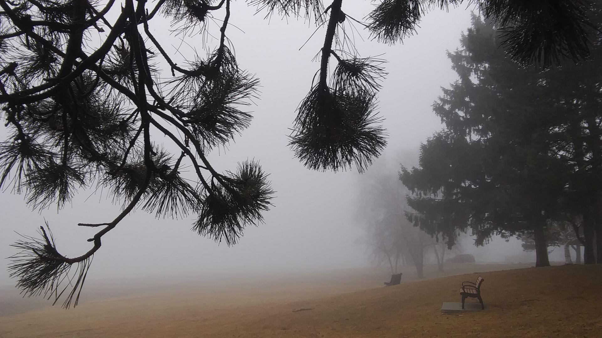 foggy park